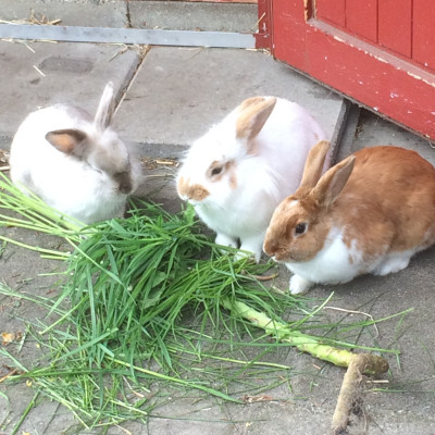 Popcorn Struppi und Paula
