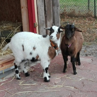 Karla und Tami