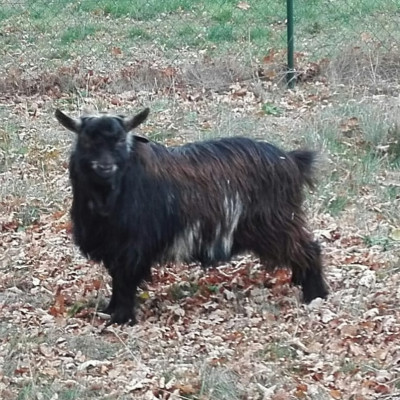 Silas
